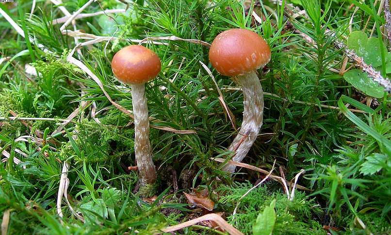 La foresta subalpina di Les breuleux  (CH)